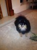 Pommania's Little Boy