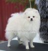 Color Whitey Of The Pom's Gallary