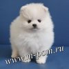 Милашка Пом Тенденция Моды