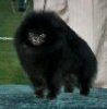 Pombreden's Black Lil Bity Bit