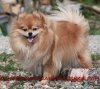 Очаровательная Малышка Пом
