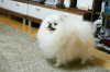 Tank Of White Pom