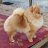 Зуммер Даззлинг Стар Из Княгинино