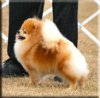 Starfire's Chi Chi