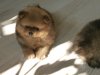 Фабио Огненное Чудо