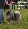 Leazehond Stardance
