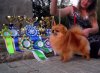 Фэри Тэйл Из Замка Гремлинов