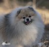 Bravo's Silver Wolfie For Nevastar