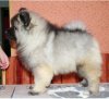 Веселый Гном Хелена