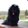 Рус Хаус Ворхут Джованна Антонелли