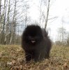 Чартливус Пом Урфин Джус