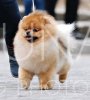 Bandos Blue Blood My Pom