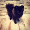Премиум Голд Жозефина Куин