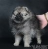 Рус Хаус Ворхут Танита Тикорам
