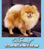 Charmin Carmin Of Allridge