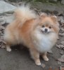 Милашка Пом Женщина Кошка
