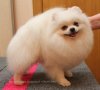 New's Pomeranian Rusty