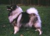 Cromi's Mitzie