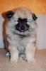 Cromi's Dessie