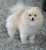 Baanmaypom's Amazal Boy