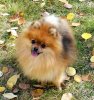 Avalon's Arya Of Ladybug Poms