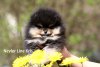 Невлер Лайн Крис
