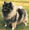 Keestorpets Brilliant