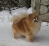 Маргаритка Из Русского Двора