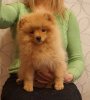 Шоколадка Кофе С Молоком