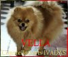 Vella Constellations Ivadas
