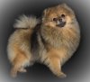 Hobby Maryden Fluffy Joy