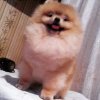Топ-Доллс Оливер Борн То Шоу Ворлдвайд