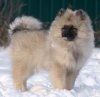 Schone Hund Pandora