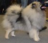 Schone Hund Tainaya Strast'