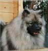 Coctail Crufts Of Bloom White