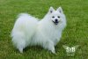 Snow-White Butterfly Akemi