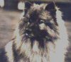 Keestorpets Colombo