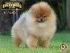 Sunryze Poms Hollywood Star