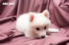 Ама Юки