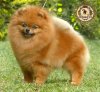 Sunryze Poms Body &amp; Soul
