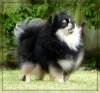 Shiloh's Black Dahlia