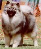 Cinnakees Cauzin A Whirlwind