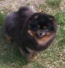Bavanew's Black And Tan Nimbus