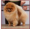 Magic Dancer Of Maja's Pomeranianworld