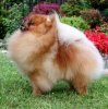 Amazing Li'l Dancer Of Maja's Pomeranianworld