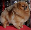 Lady In Red Of Maja's Pomeraninaworld