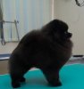 Колор Клоуд Вив Пом Сэм