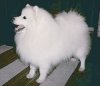 Fuji-San Adam's Apple