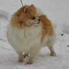 Милашка Пом Ева Пати