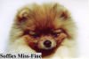 Soffies Miss-Fine